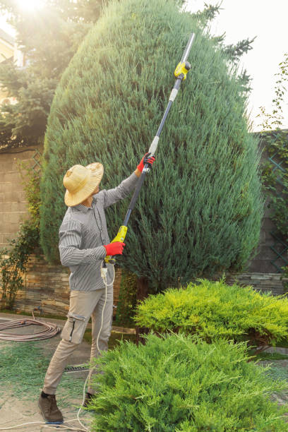 Lawn Pest Prevention in Haslet, TX